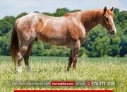 "Honcho " Red Roan Gelding Draft