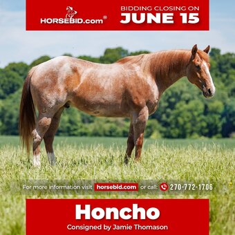 "Honcho " Red Roan Gelding Draft