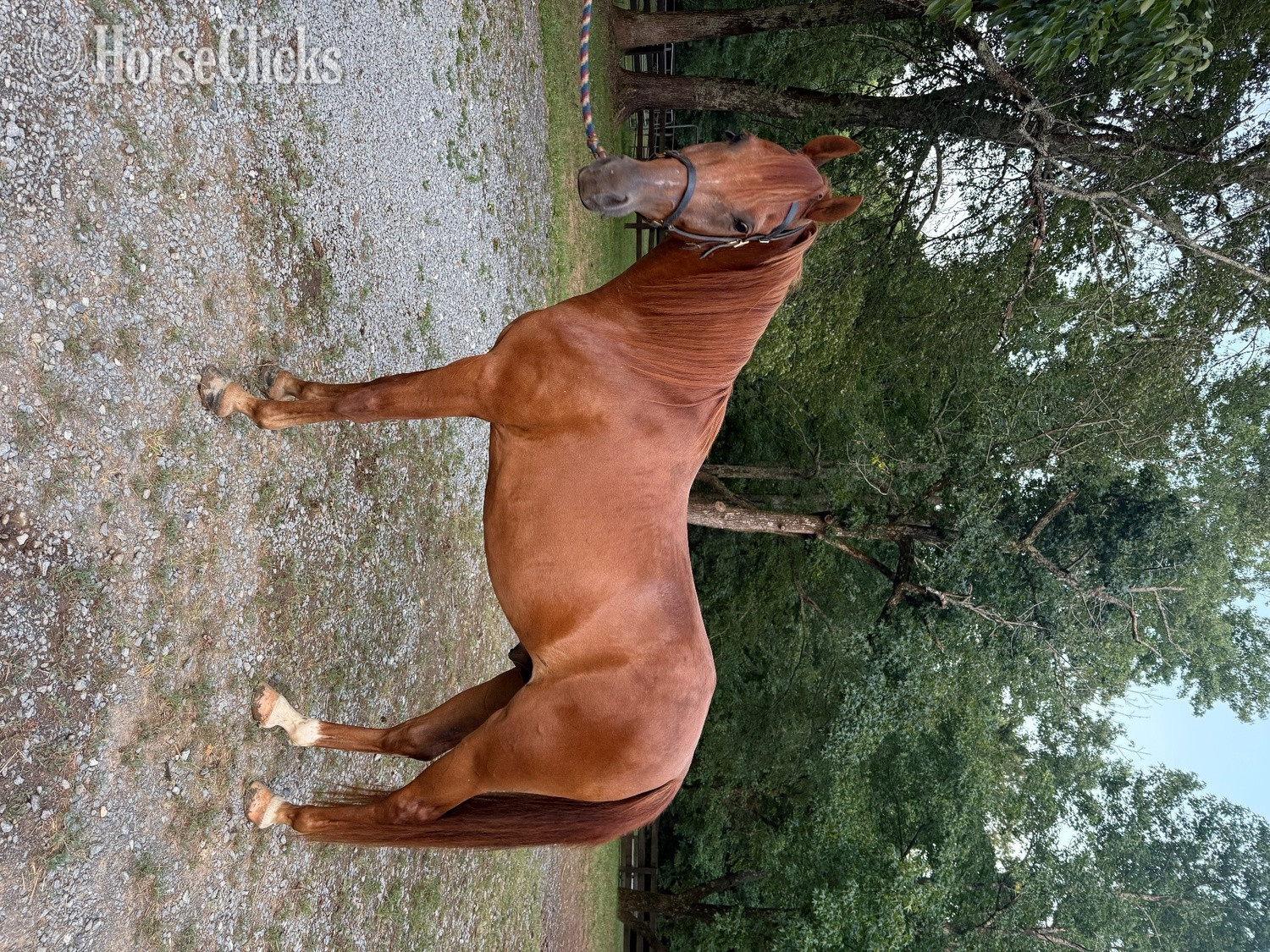 "Blaze " Chestnut Gelding American Saddlebred