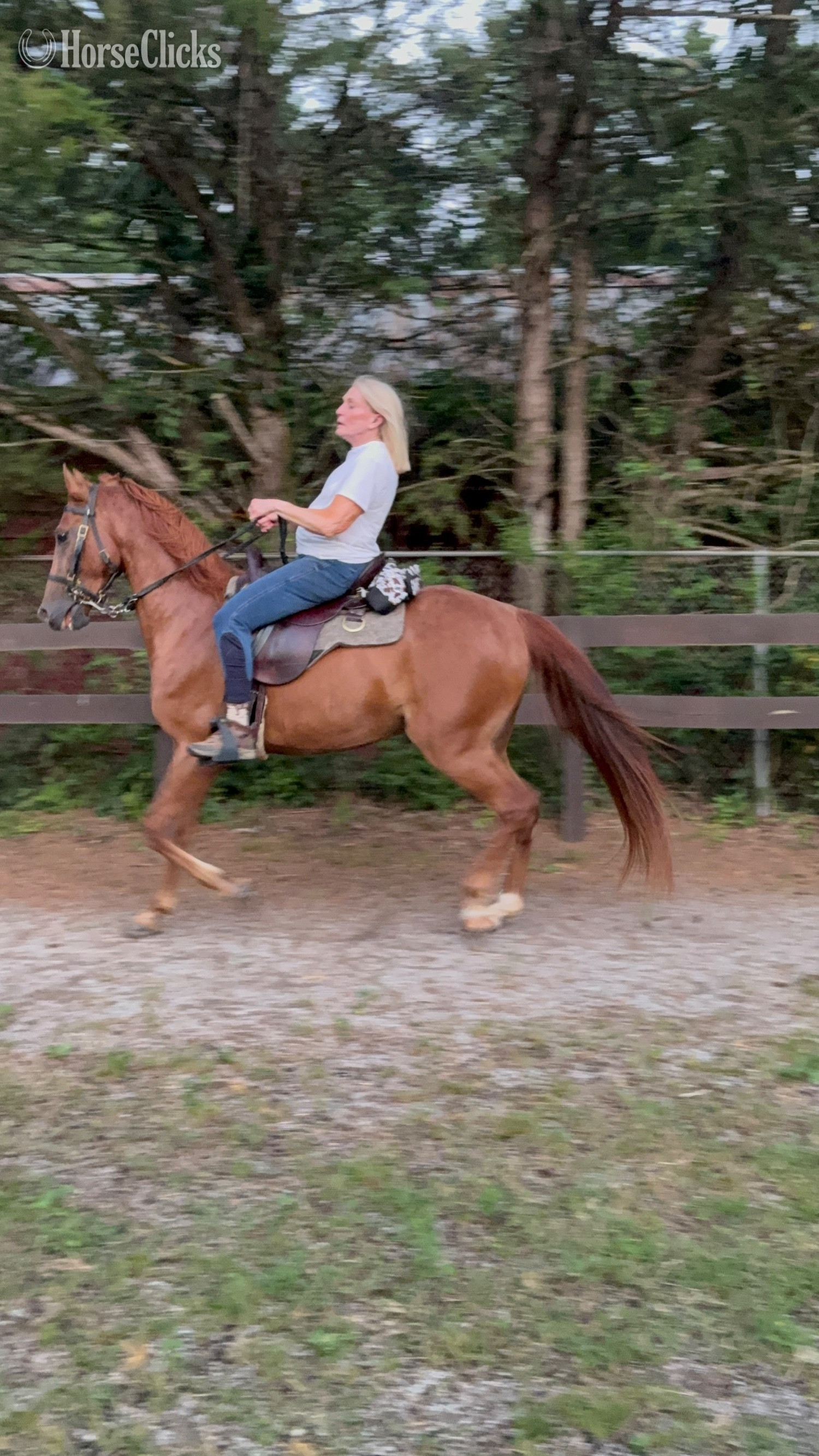 "Blaze " Chestnut Gelding American Saddlebred - American Saddlebred in Tennessee