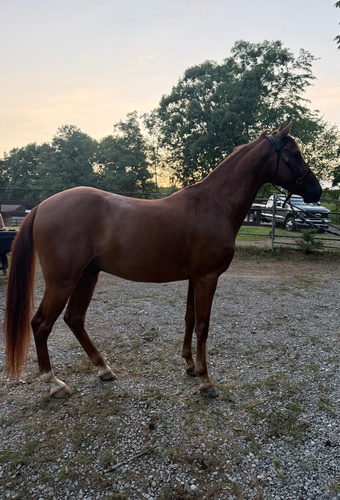 "Blaze " Chestnut Gelding American Saddlebred