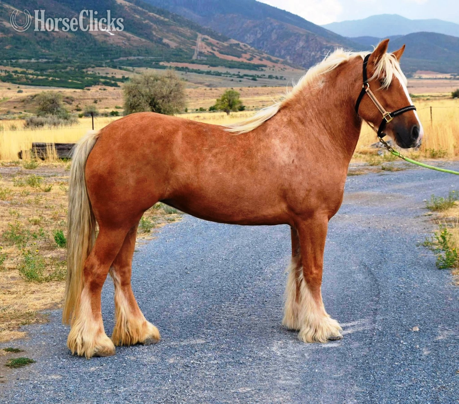 "FKGH Sriacha" Palomino Mare Gypsy Vanner in Utah