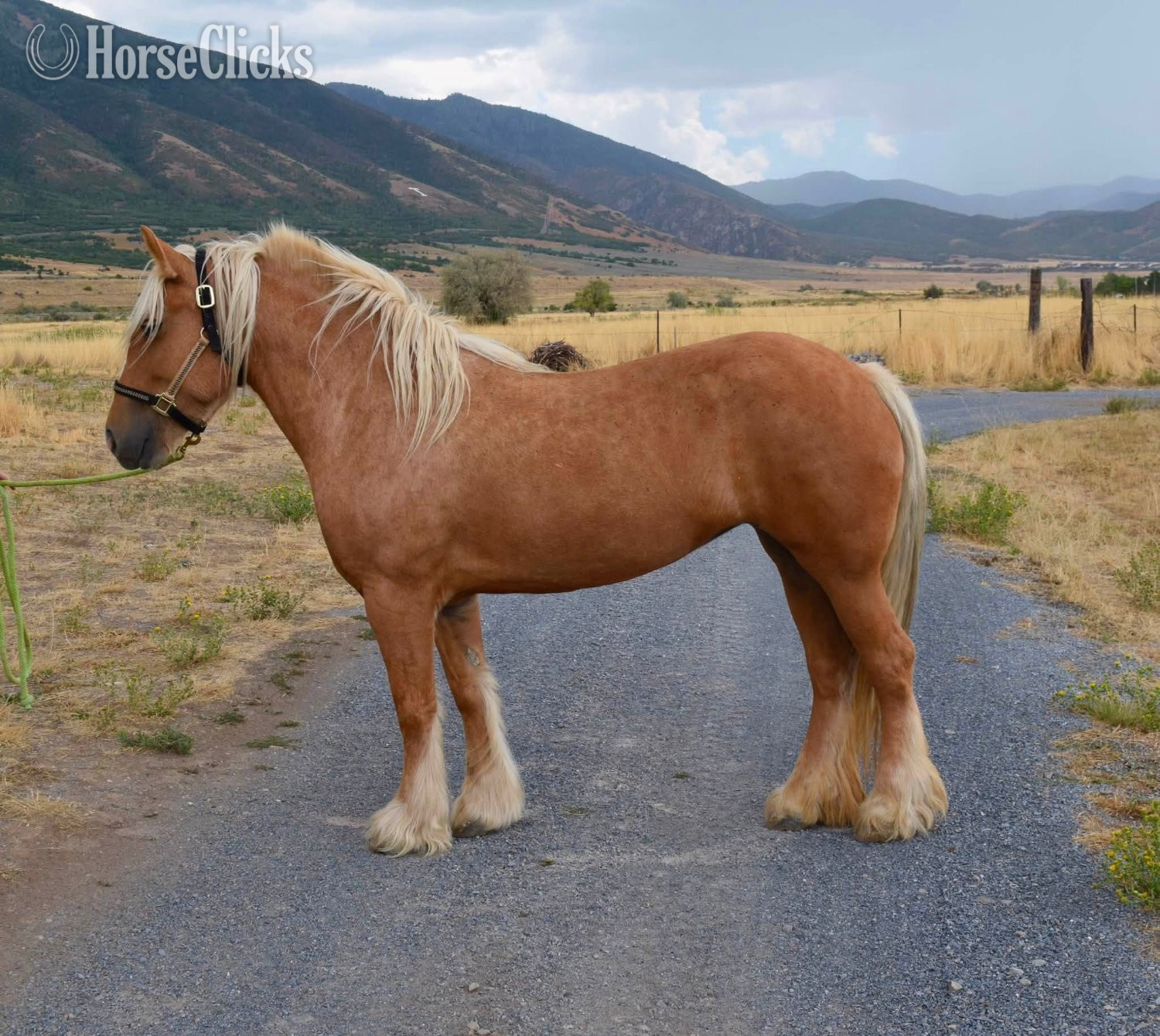 "FKGH Sriacha" Palomino Mare Gypsy Vanner