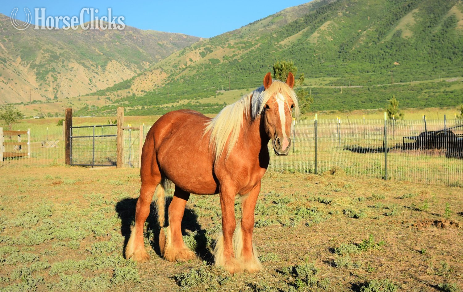 Utah "FKGH Sriacha" Palomino Mare Gypsy Vanner
