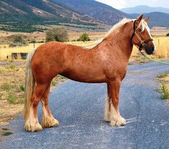 "FKGH Sriacha" Palomino Mare Gypsy Vanner