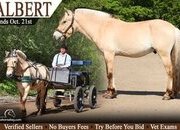 "Albert" Dun Gelding Fjord