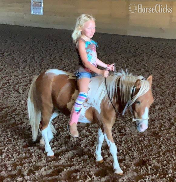 Texas "Hero" Sorrel Gelding Pony