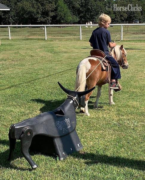 "Hero" Sorrel Gelding Pony - Pony in Texas