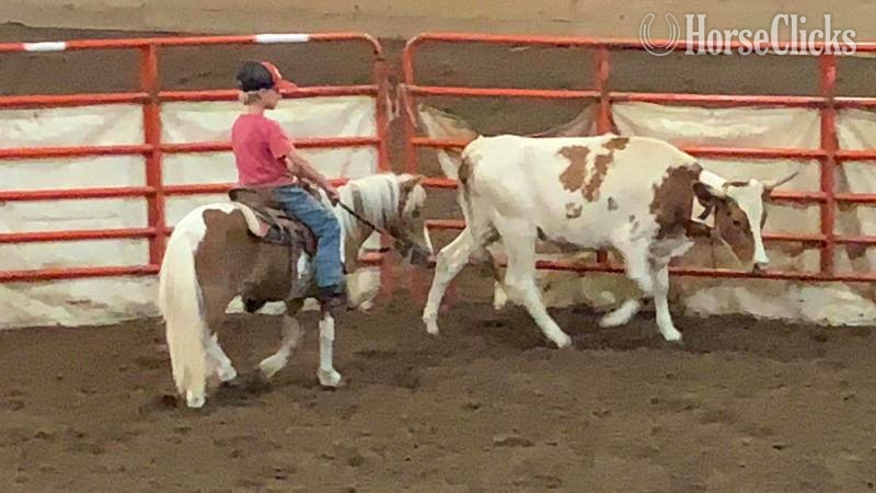 "Hero" Sorrel Gelding Pony - Pony