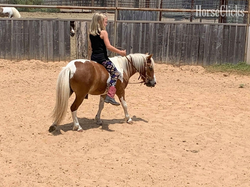 "Hero" Sorrel Gelding Pony Texas