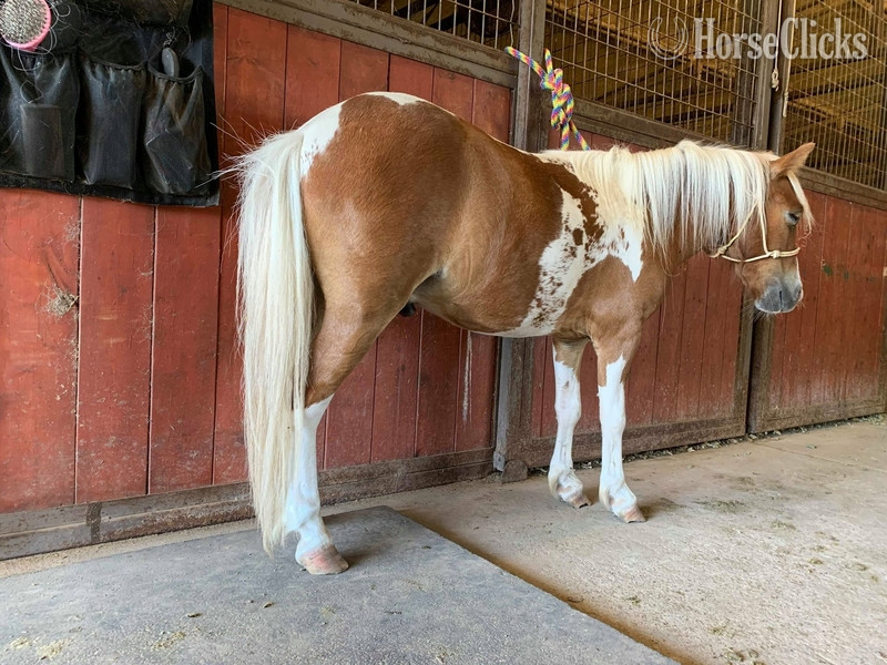 Pony - "Hero" Sorrel Gelding Pony in Texas