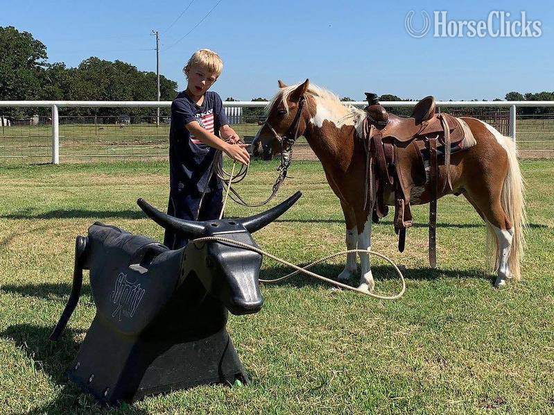 Pony - "Hero" Sorrel Gelding Pony