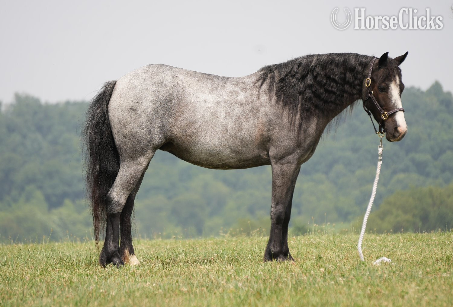 "Indigo" Blue Roan Mare Gypsy Vanner in Ohio