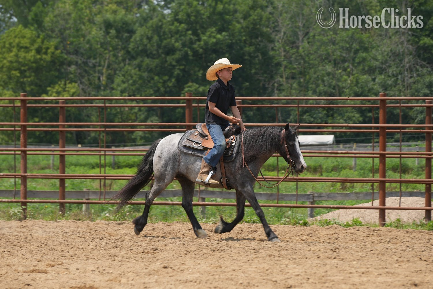 "Indigo" Blue Roan Mare Gypsy Vanner