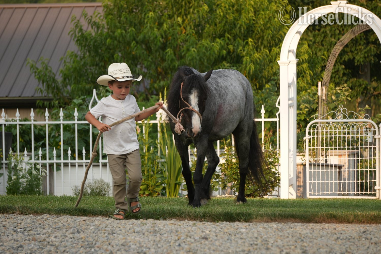 "Indigo" Blue Roan Mare Gypsy Vanner - Gypsy Vanner in Ohio