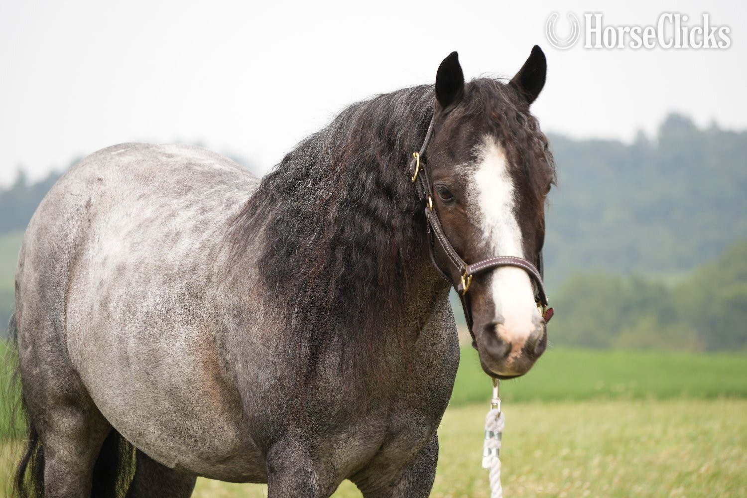 "Indigo" Blue Roan Mare Gypsy Vanner - Gypsy Vanner