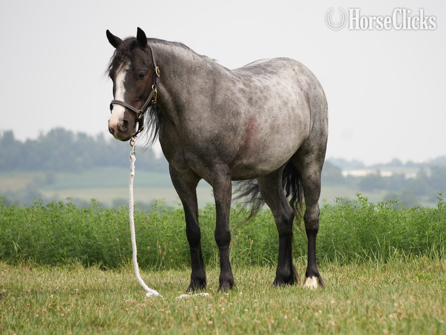 "Indigo" Blue Roan Mare Gypsy Vanner Ohio