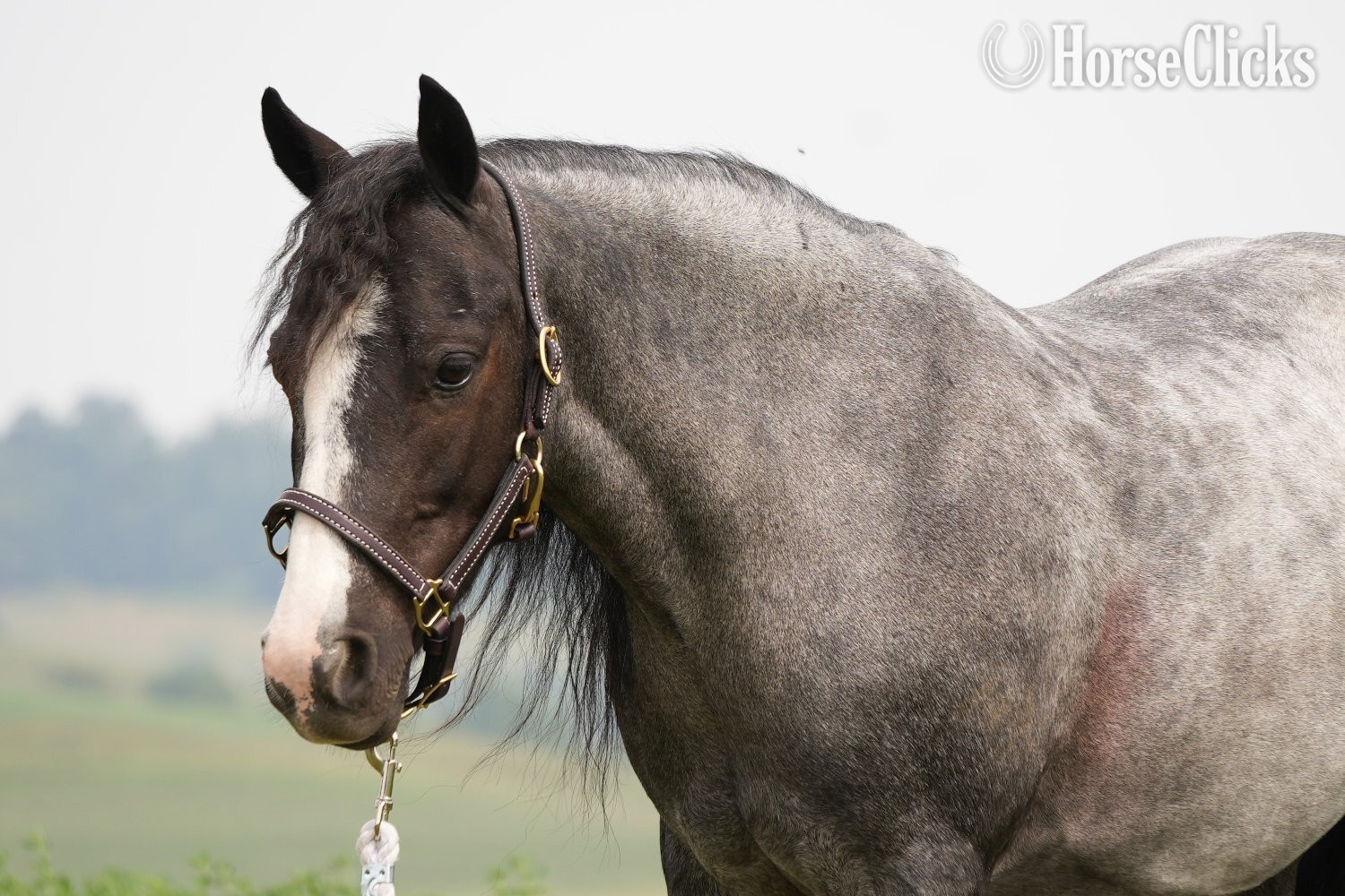 Gypsy Vanner - "Indigo" Blue Roan Mare Gypsy Vanner in Ohio