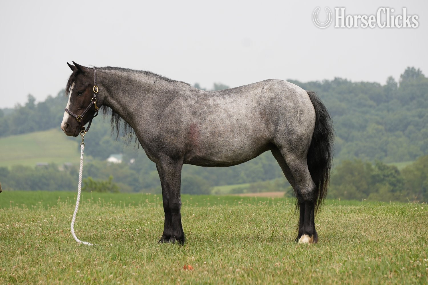Gypsy Vanner - "Indigo" Blue Roan Mare Gypsy Vanner