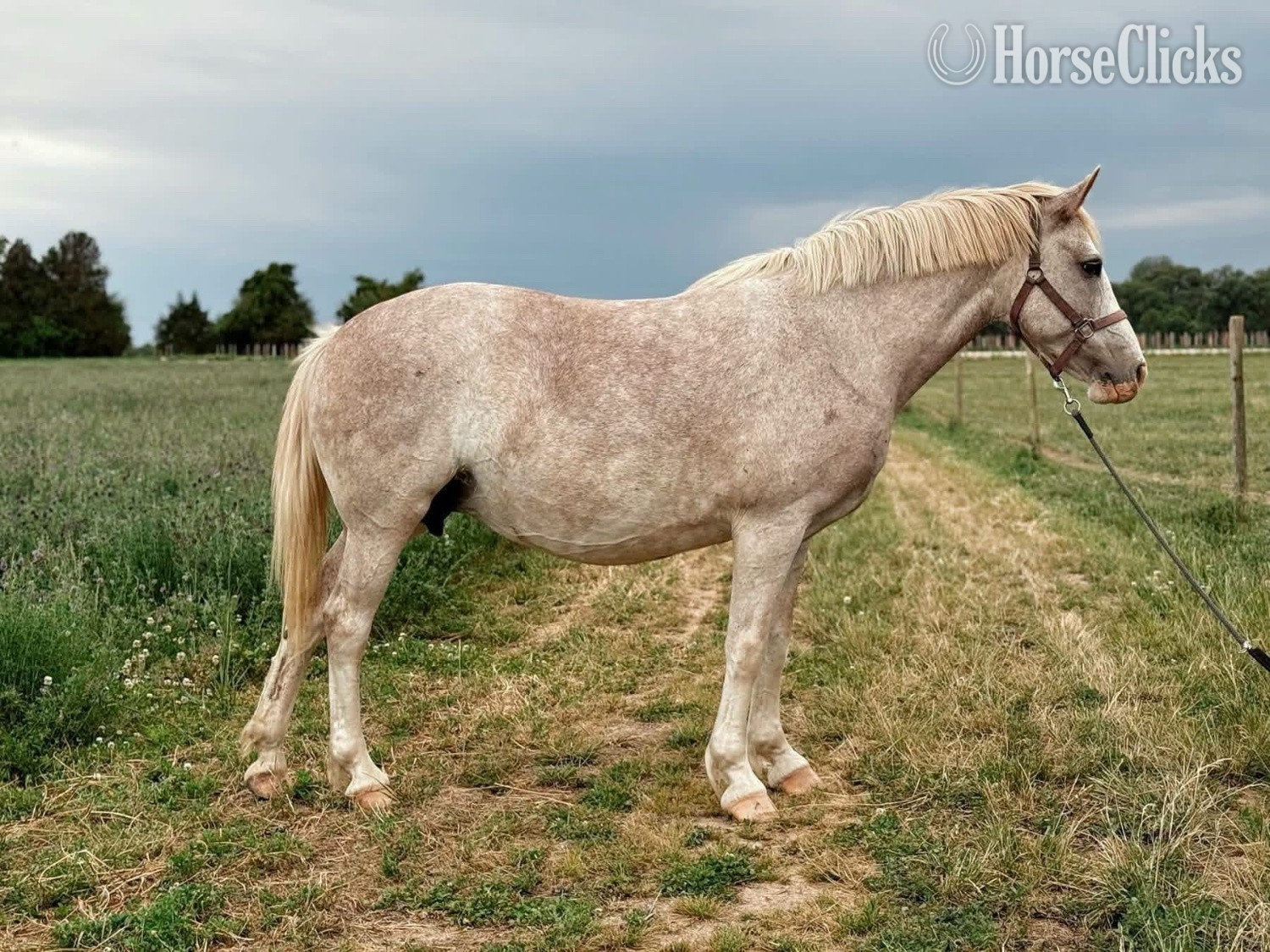 "SAFE, SWEET & VERSATILE — "PEBBLES""  Mare Quarter Horse