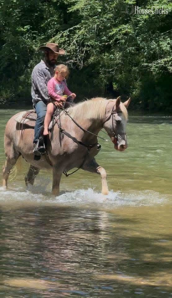 Colorado "SAFE, SWEET & VERSATILE — "PEBBLES""  Mare Quarter Horse