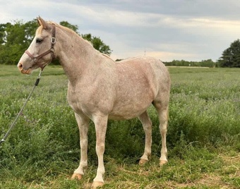 "SAFE, SWEET & VERSATILE — "PEBBLES""  Mare Quarter Horse