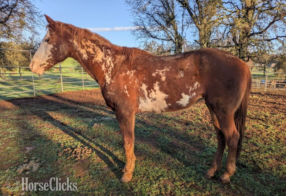 "BRIA - Project Horse" Chestnut Mare Paint in California
