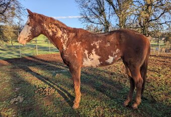 "BRIA - Project Horse" Chestnut Mare Paint