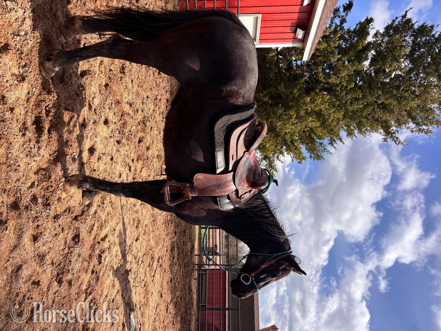 "Macy" Black Mare Morgan in Michigan