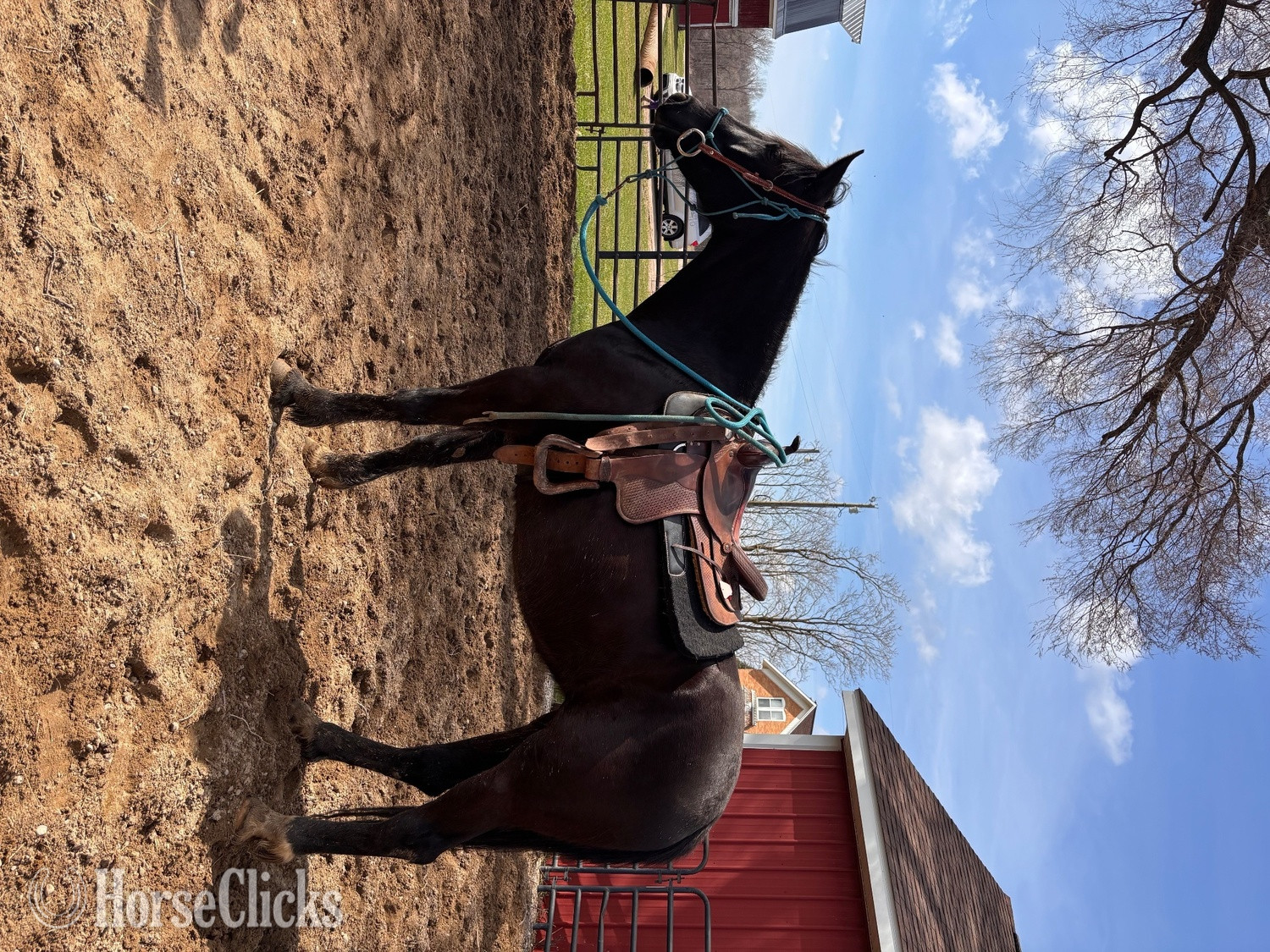 "Macy" Black Mare Morgan