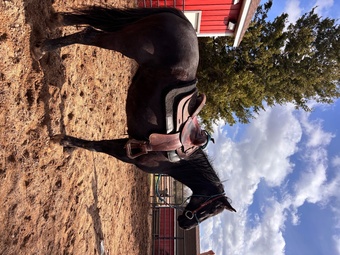 "Macy" Black Mare Morgan