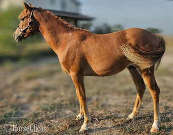 "Pointing To Gold Dance" Chestnut Gelding Welsh Pony