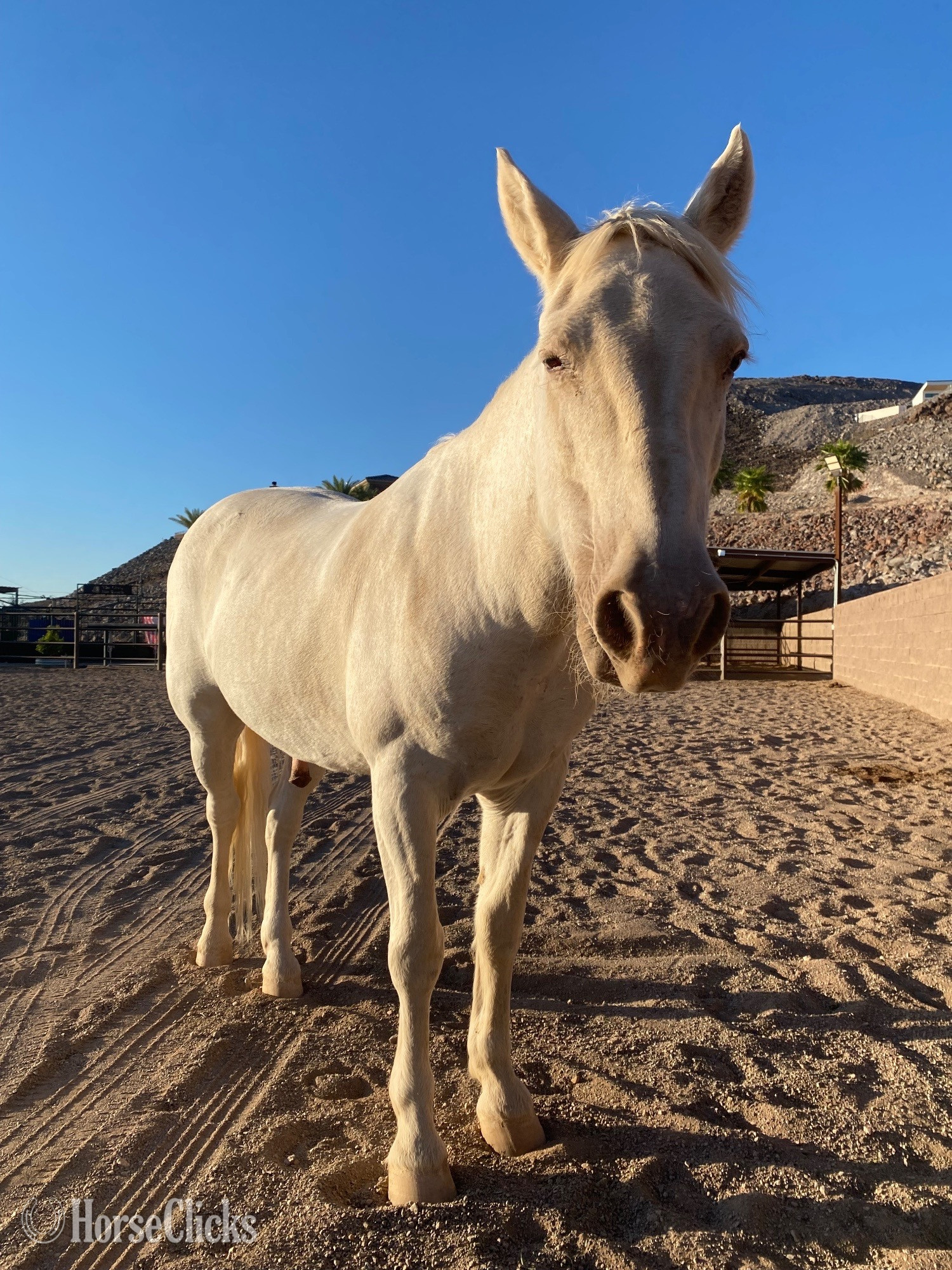 "Dash" Grey Gelding Mustang