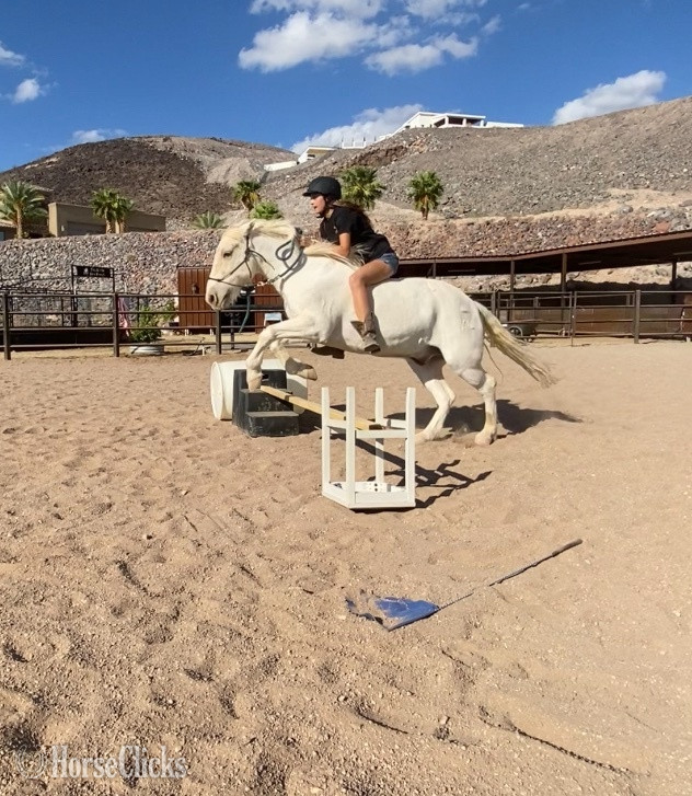 Arizona "Dash" Grey Gelding Mustang