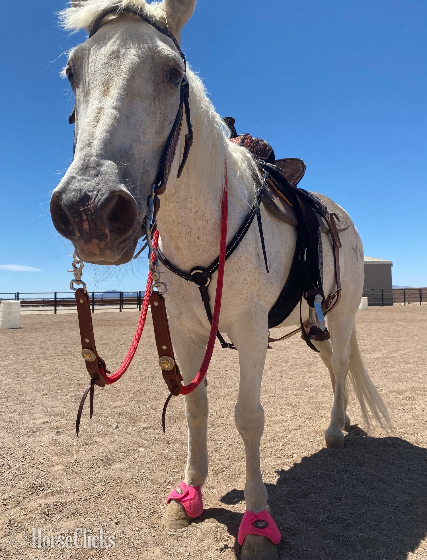 "Dash" Grey Gelding Mustang - Mustang in Arizona