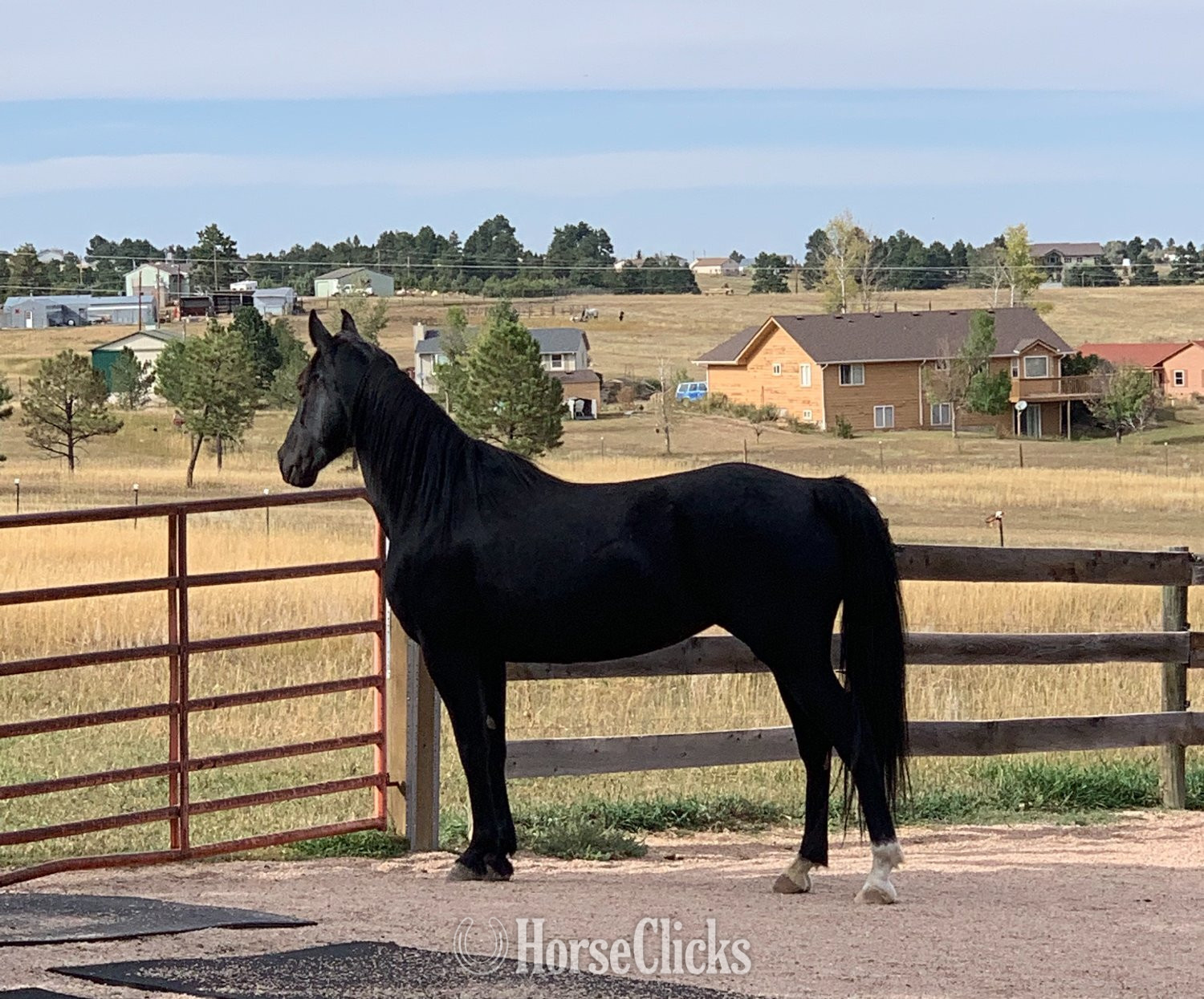 "Contessa's Black Silver (Tessa)" Black Mare Missouri Fox Trotter in Arizona