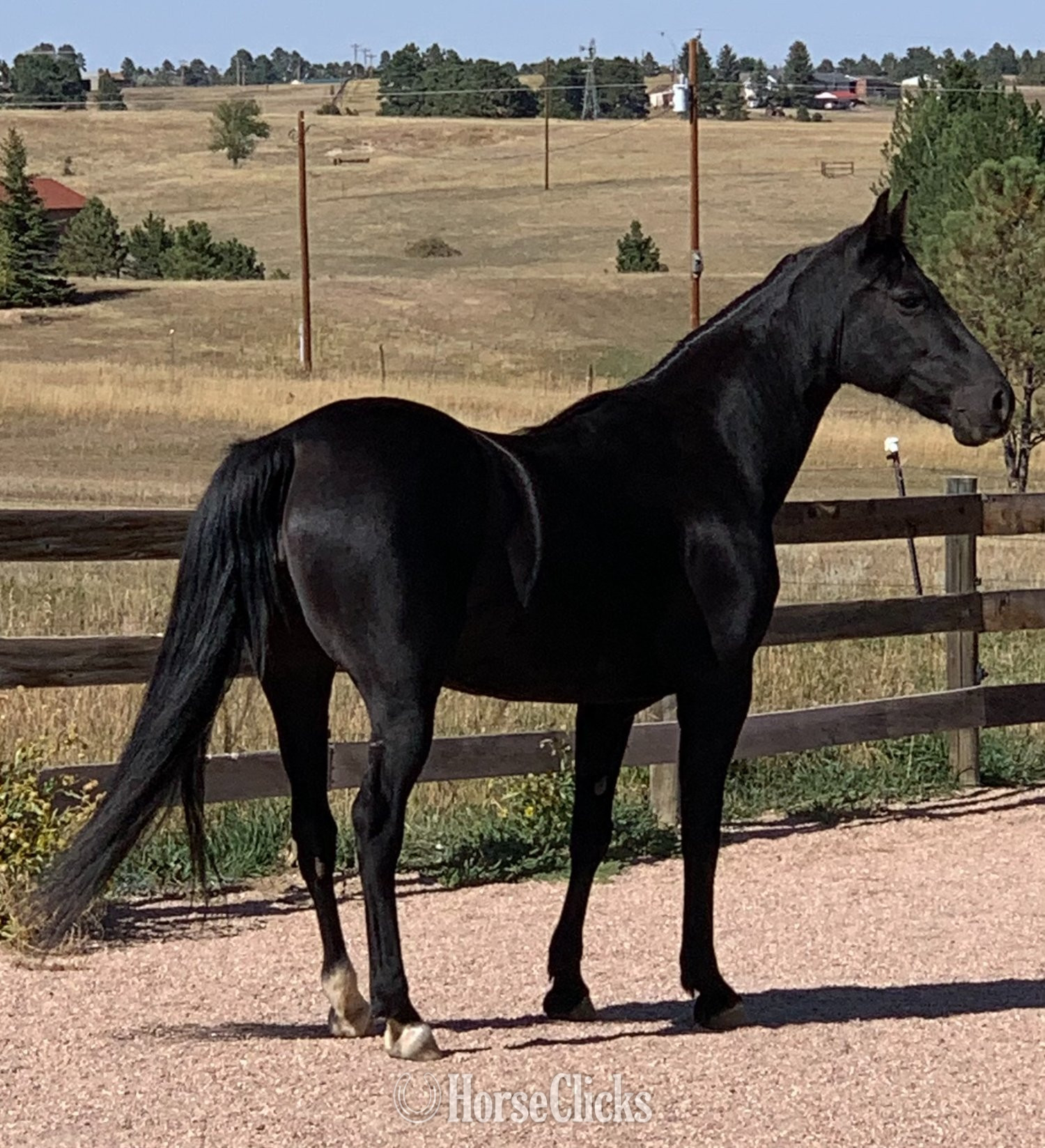 "Contessa's Black Silver (Tessa)" Black Mare Missouri Fox Trotter