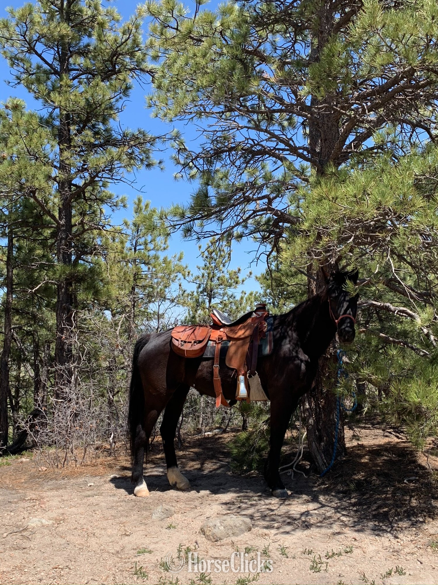 Arizona "Contessa's Black Silver (Tessa)" Black Mare Missouri Fox Trotter