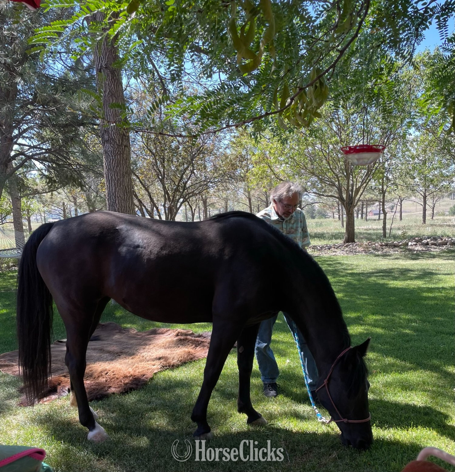 "Contessa's Black Silver (Tessa)" Black Mare Missouri Fox Trotter - Missouri Fox Trotter