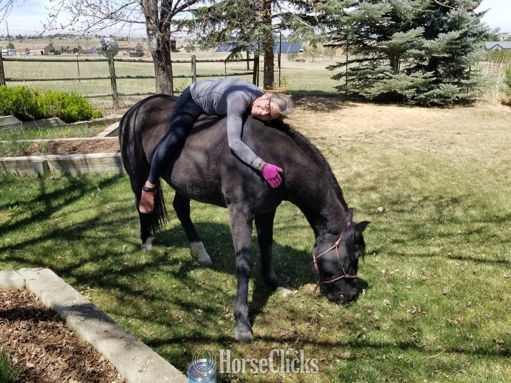 "Contessa's Black Silver (Tessa)" Black Mare Missouri Fox Trotter Arizona