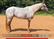 "Ginger" Spotted Mare POA