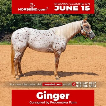 "Ginger" Spotted Mare POA