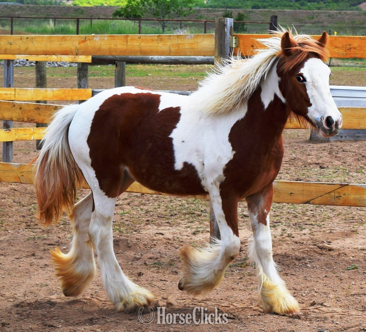 "FKGH Briah" Chestnut Mare Gypsy Vanner in Utah