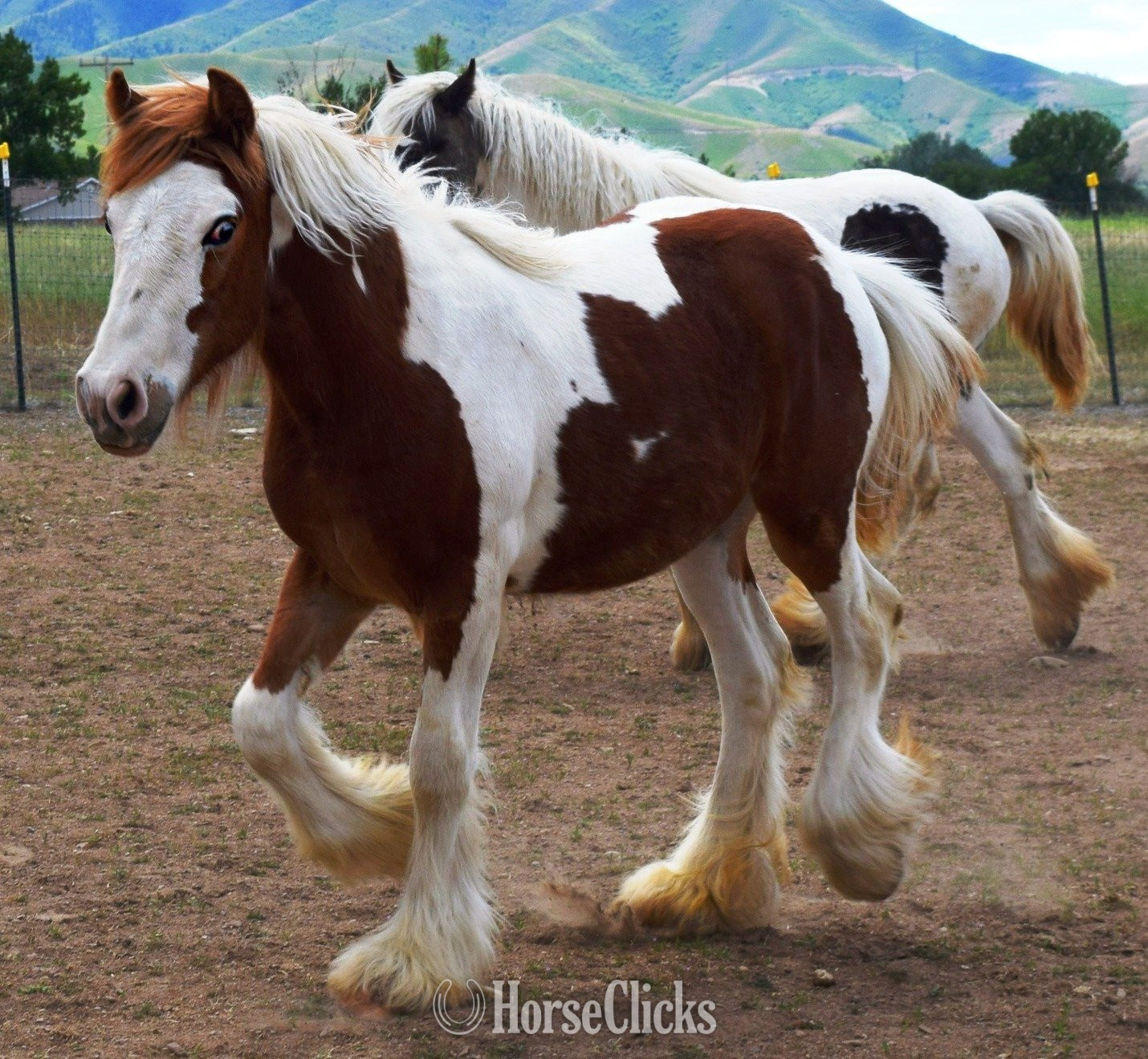 "FKGH Briah" Chestnut Mare Gypsy Vanner