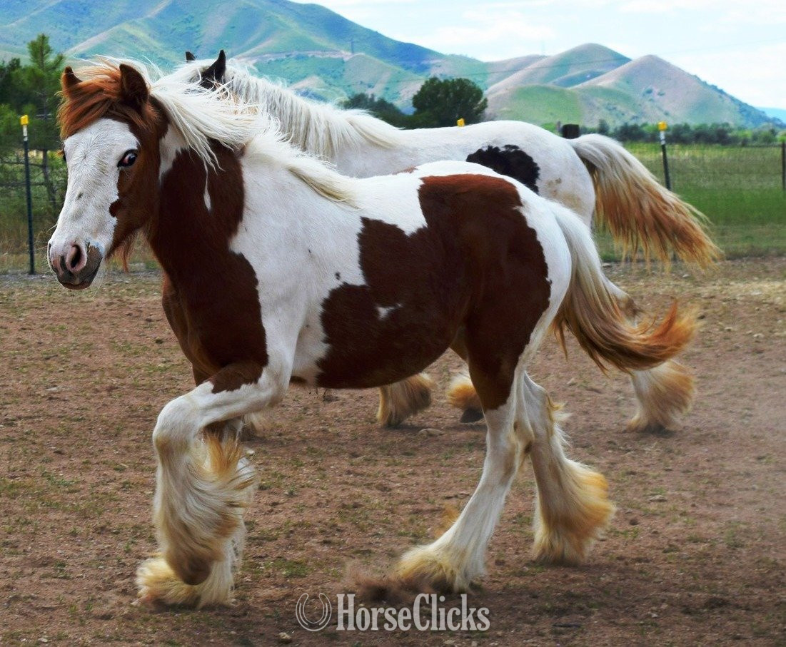 Utah "FKGH Briah" Chestnut Mare Gypsy Vanner