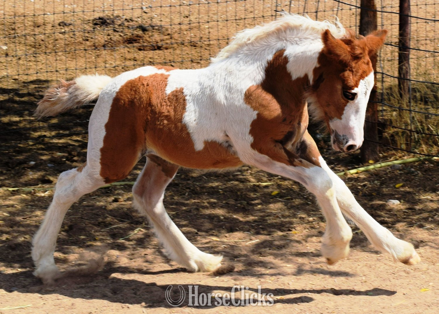 "FKGH Briah" Chestnut Mare Gypsy Vanner - Gypsy Vanner in Utah