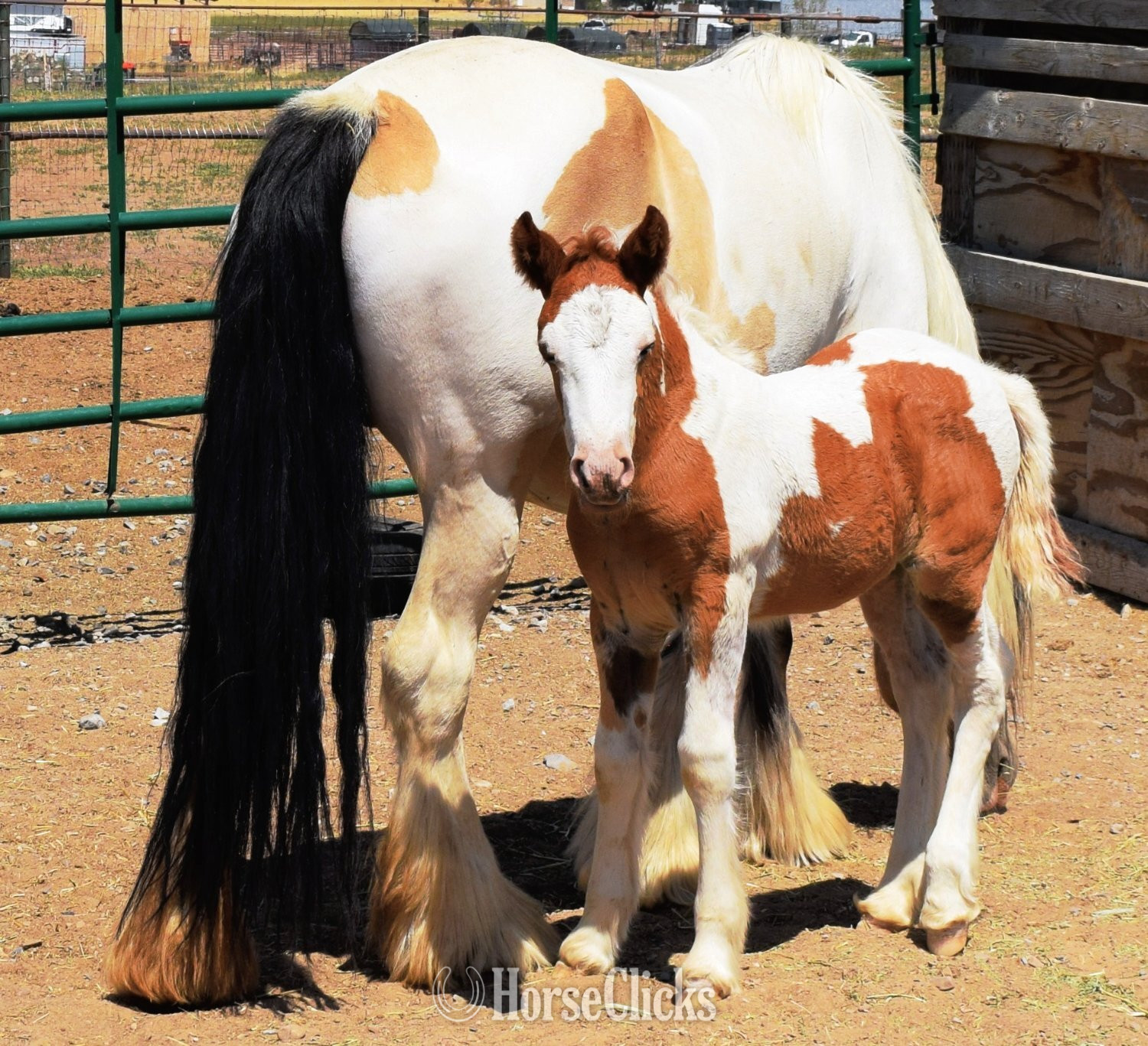 "FKGH Briah" Chestnut Mare Gypsy Vanner - Gypsy Vanner