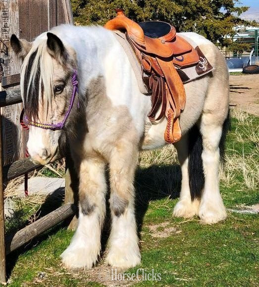 "FKGH Briah" Chestnut Mare Gypsy Vanner Utah