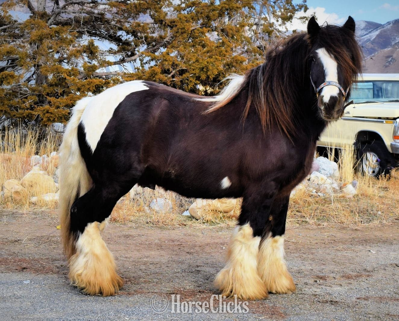 Gypsy Vanner - "FKGH Briah" Chestnut Mare Gypsy Vanner in Utah