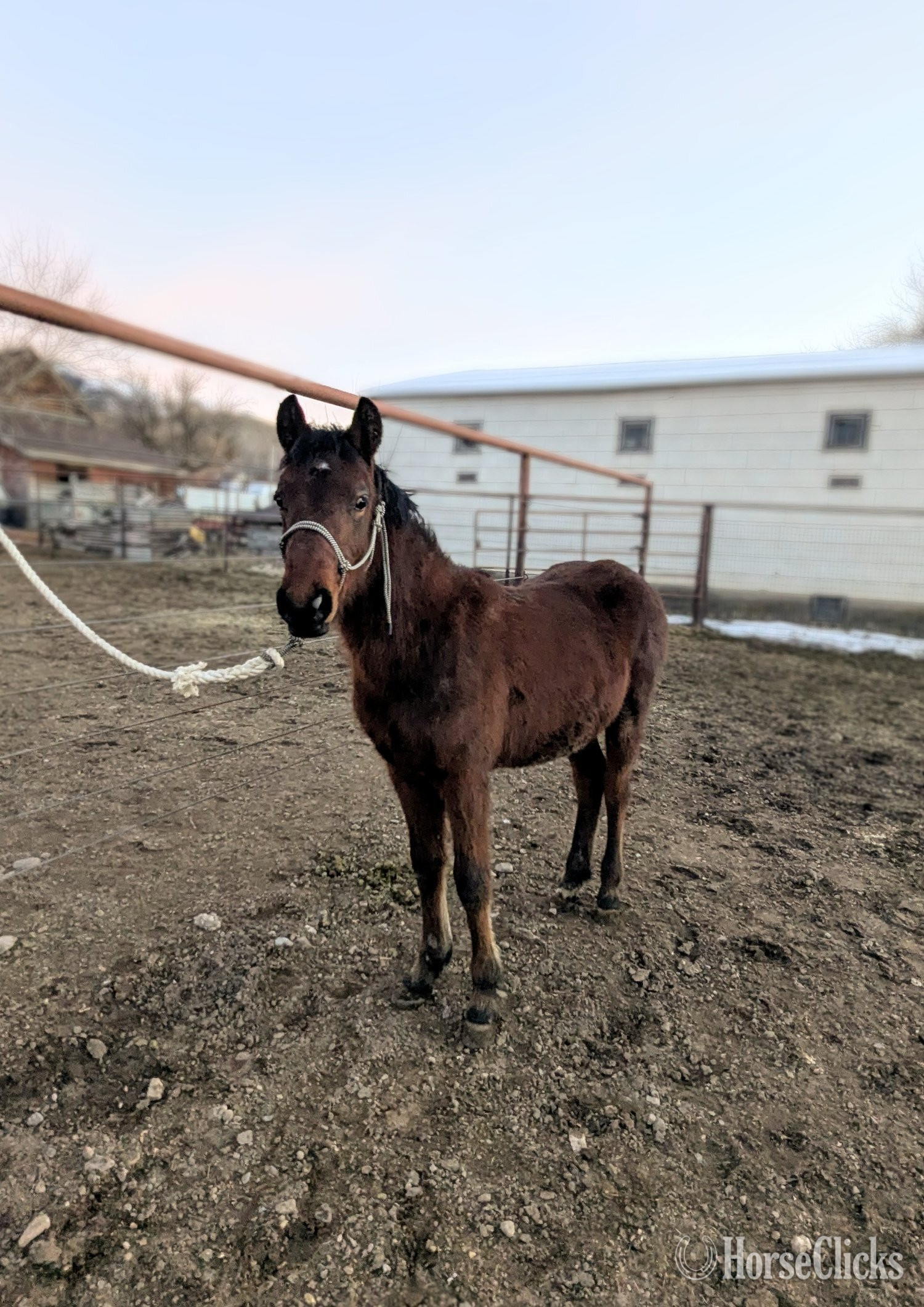 "West Desert Evening Star " Bay Filly Morgan in Utah